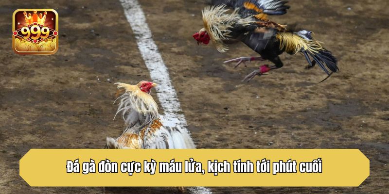 Đá gà đòn cực kỳ máu lửa, kịch tính tới phút cuối