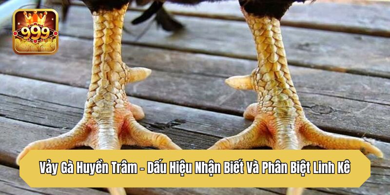 Vảy Gà Huyền Trâm – Dấu Hiệu Nhận Biết Và Phân Biệt Linh Kê