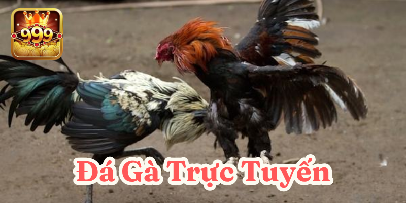 Đá gà trực tuyến 2025 - Trải nghiệm trận đấu chân thực tại 999bet